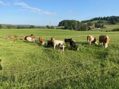 Bio-Kalb