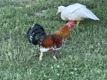 Sehr schöner Steinpiperl-Hahn zu übergeben.