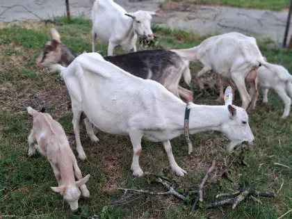 2 weibl. Kitzerl oder eine Mutterziege + Kitz, hornlos, hell