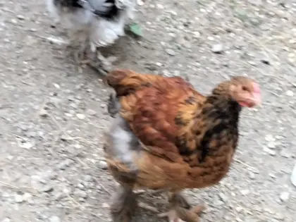 Brahma