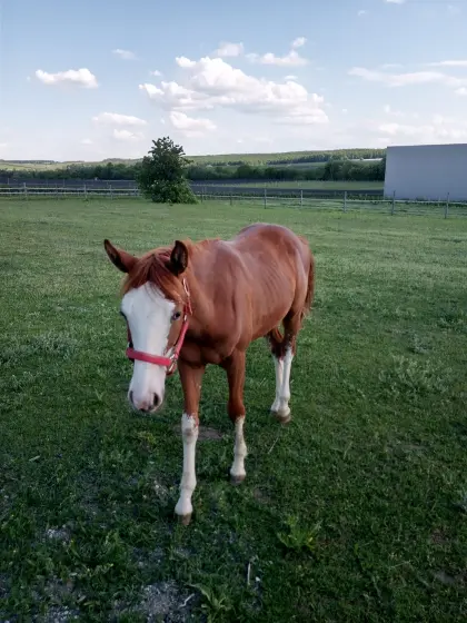 Quarter Horse Hengstfohlen