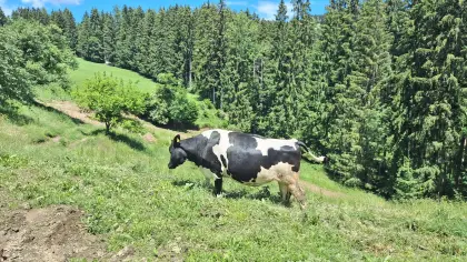 HF Kalbinnen trächtig