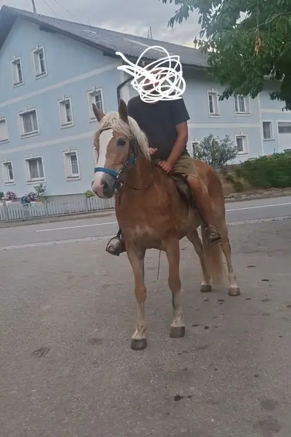 Haflinger Stute