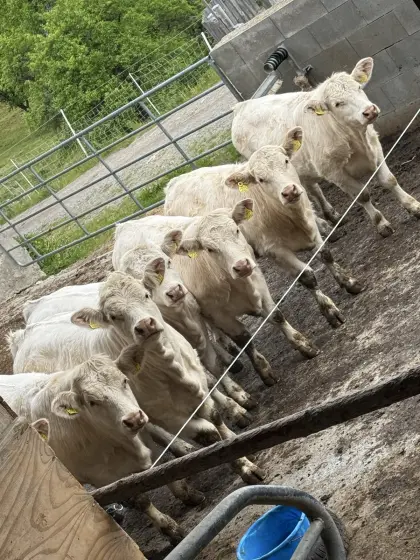 Bio Charolais Zuchtkalbinnen