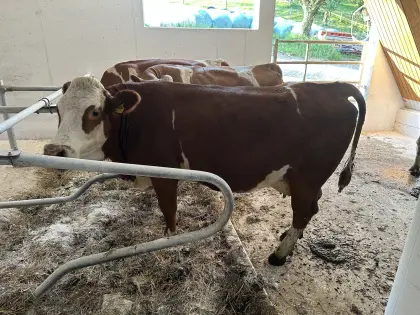 Bio-Kuh