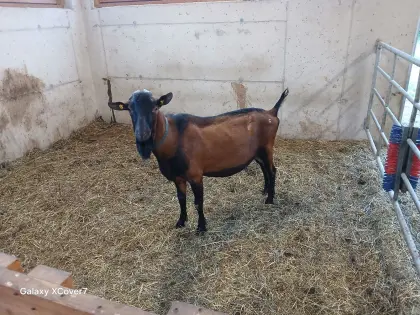 GGZ-Bock