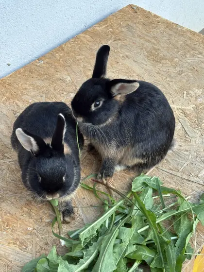Zwergkaninchen