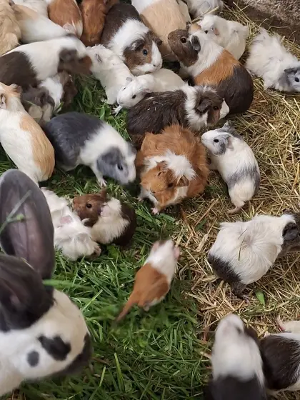 Meerschweinchen