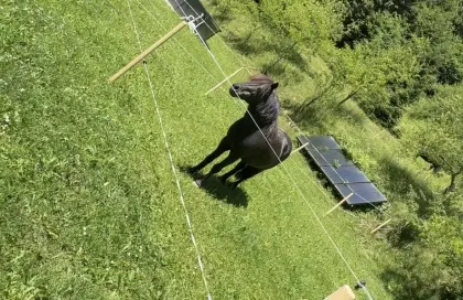 Shetland-Pony-Hengst