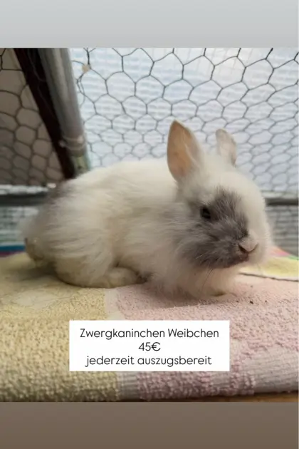 Zwergkaninchen-Weibchen sucht ein neues tolles Zuhause