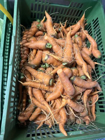 Frische Futterkarotten