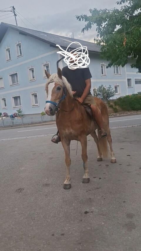 Haflinger Stute