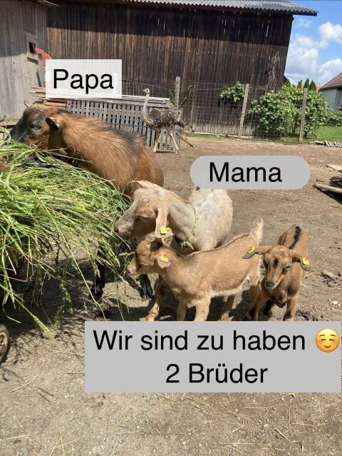 Ziegenkitze Milchziegen, Gebirgsziege