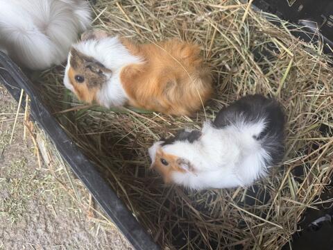 Meerschweinchen