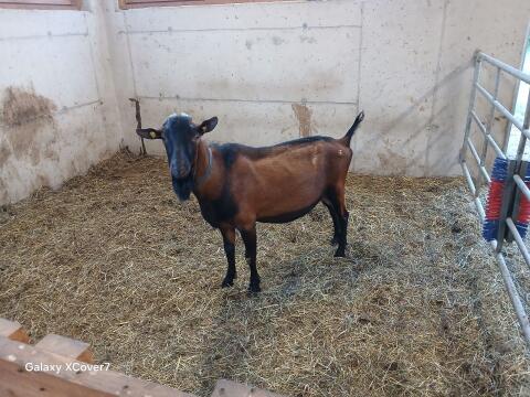 GGZ-Bock