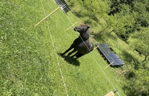 Shetland-Pony-Hengst