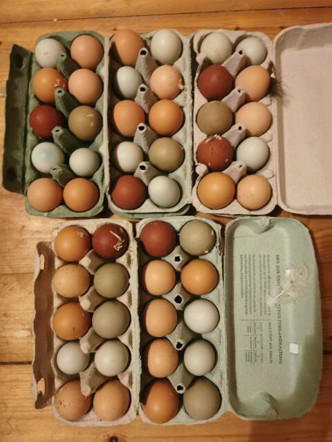 Araucana, Araucana Mixe