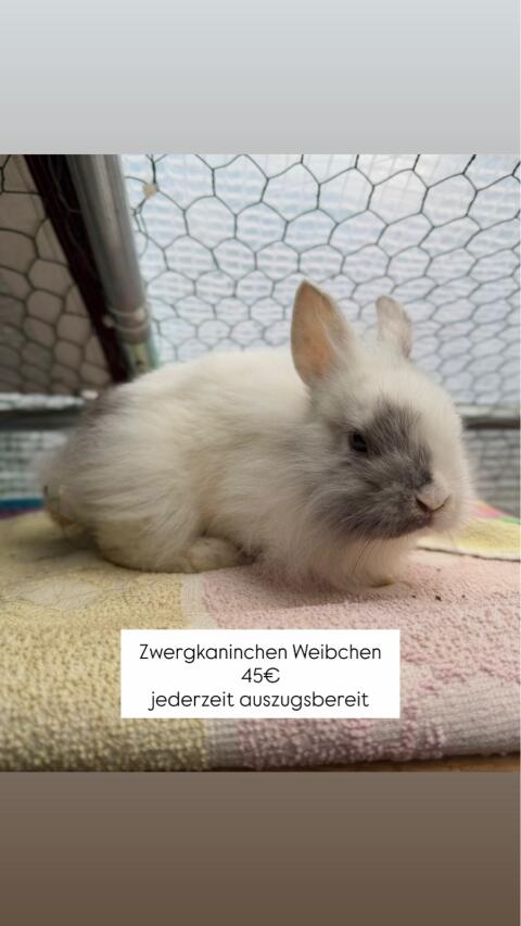 Zwergkaninchen-Weibchen sucht ein neues tolles Zuhause