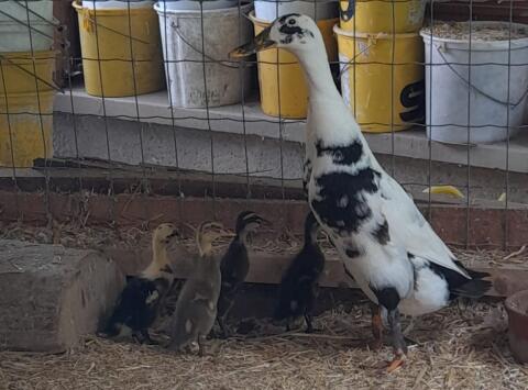 4 junge Enten, 4 Wochen alt