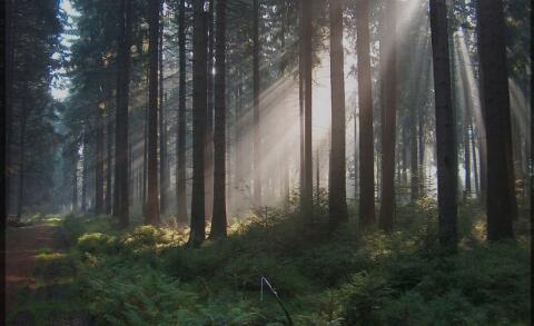 Wald im Hausruckwald 1,3 ha nahe Eberschwang
