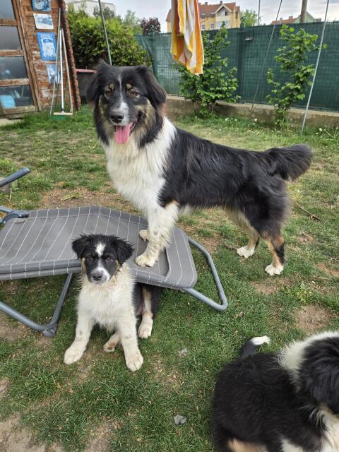 Australian Shepherds