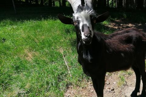 Jungbock, Aosta-Mischling