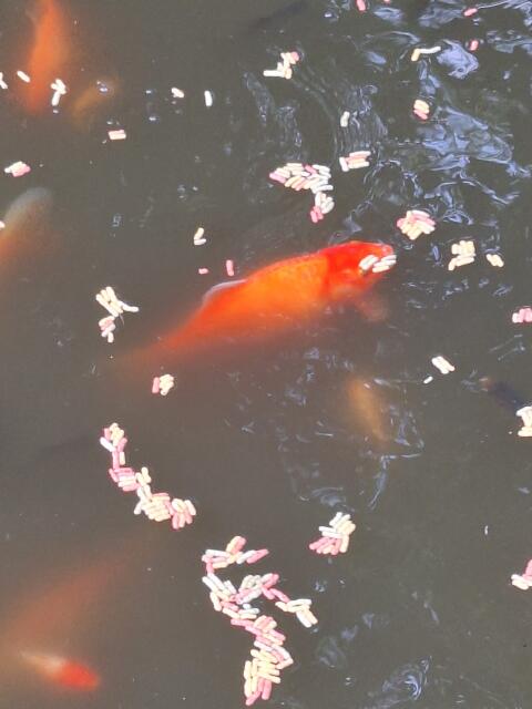 Goldfische