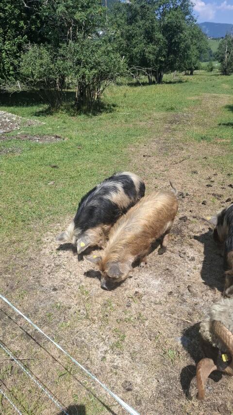 Kune Kune