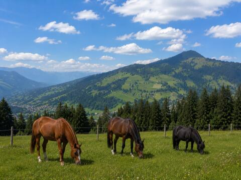 Stall und Weide für Pferdehaltung, Kitzbühel/Kufstein