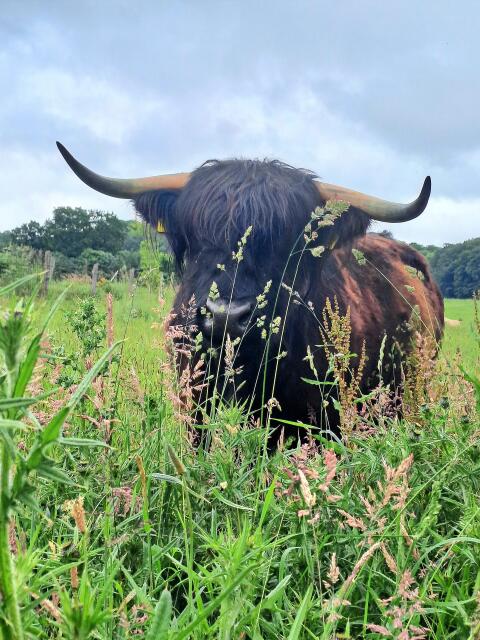 Highland Cattle Färse