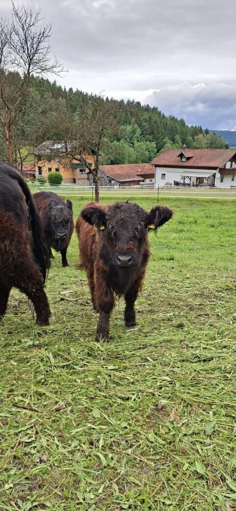Galloway Bio Herdbuch-Absetzer männlich