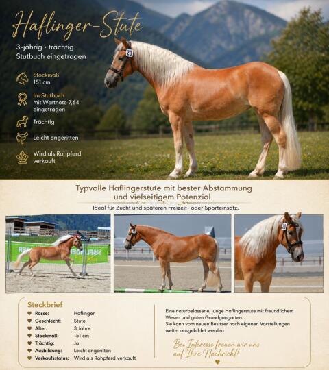 Haflinger-Stute