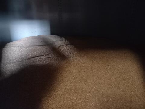 Futter Triticale