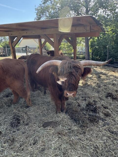 Hochlandrinder-Stier