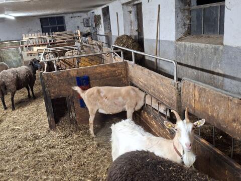 Suche einen Ziegenbock