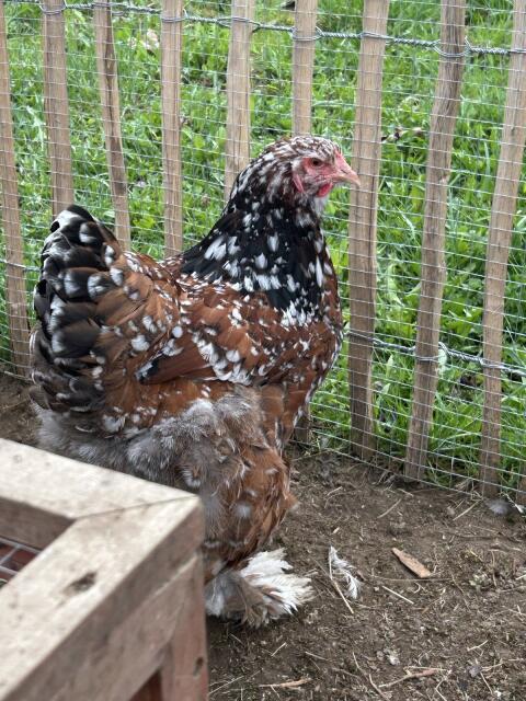 TOP Rarität Bruteier Riesen-Brahma Gold-Porzellan