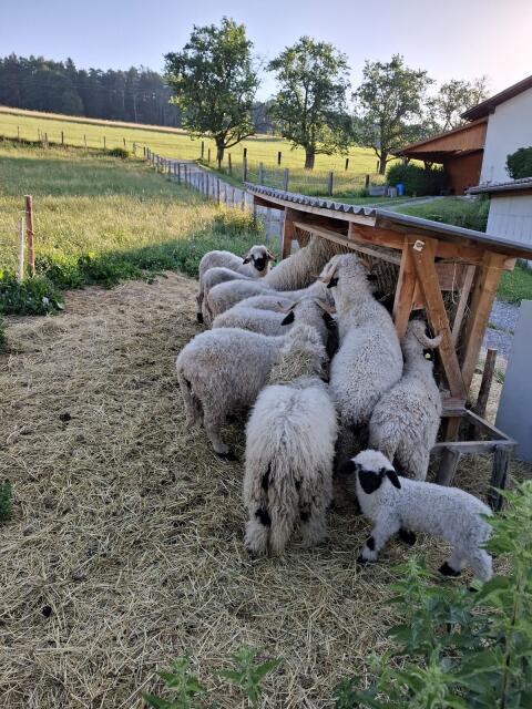 Waliser Schwarznasenschaf