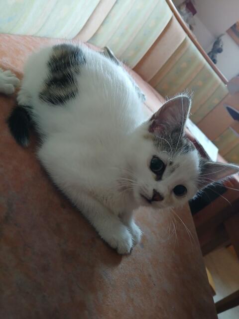 Babykatze, weiblich