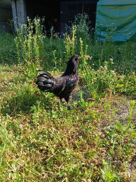Ayam Cemani Lavender-Araucaner Mix