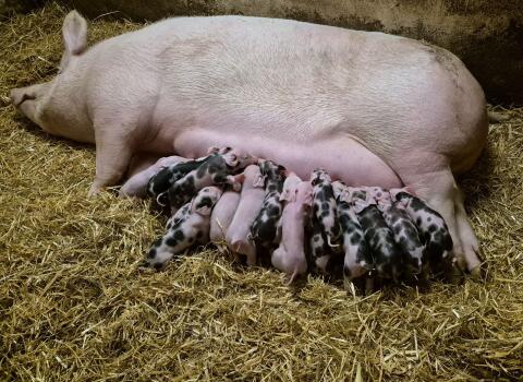 Schwäbisch x Duroc x Pietrain Ferkel