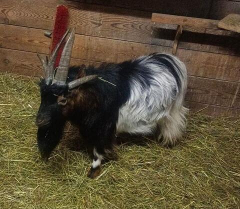 Zwergbock