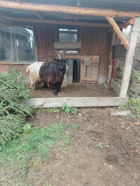Walliserschwarzhalsziegenbock