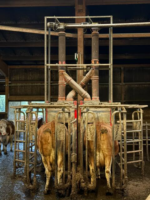Kraftfutterstation Schauer Compident Cow