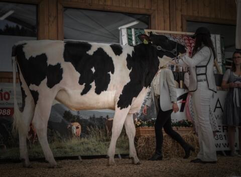 Holstein