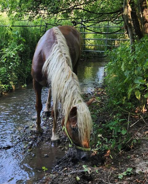 Haflinger Stute