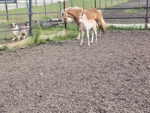 Typvolles sportliches Haflinger Hengstfohlen
