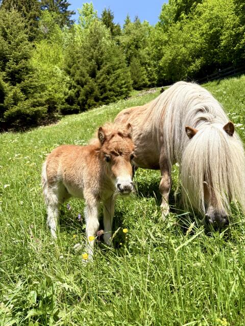 Minishettlandpony