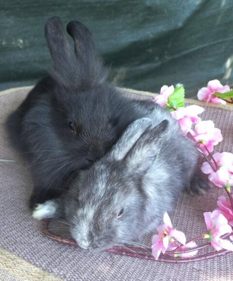 Zwergkaninchen