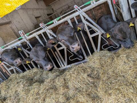 Bio ZZU Angus Rinder