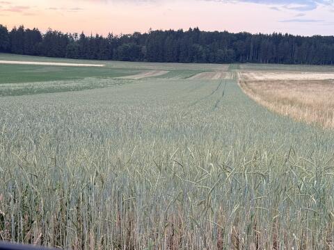 Futter Dinkel Getreide GPS Ernte Milchviehbetriebe Biogas